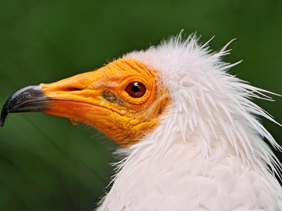 Egyptian Vulture