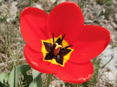 Eichler's Tulip