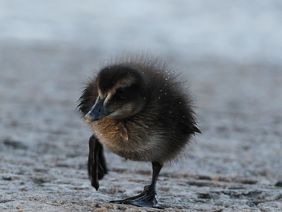 Eider