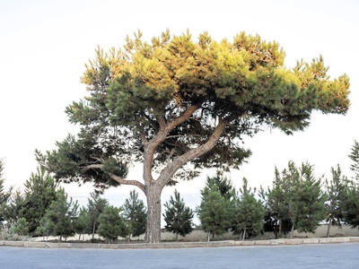 Eldar Pine