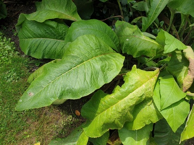 Elecampane