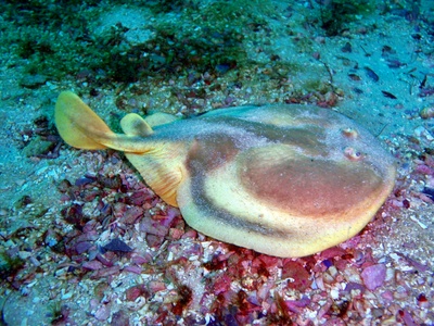 Electric ray