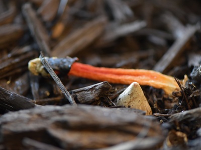 Elegant Stinkhorn