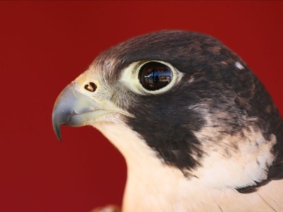 Eleonora's Falcon