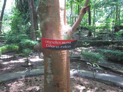 Elephant Apple