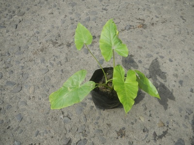 Elephant Ear
