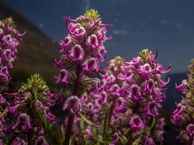 Elephant Head Lousewort