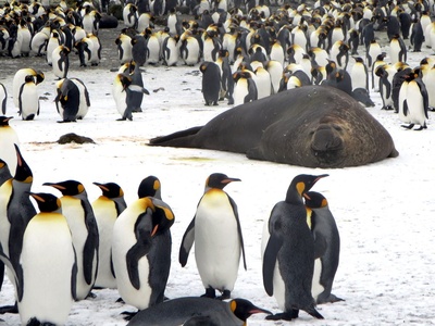 Elephant seal
