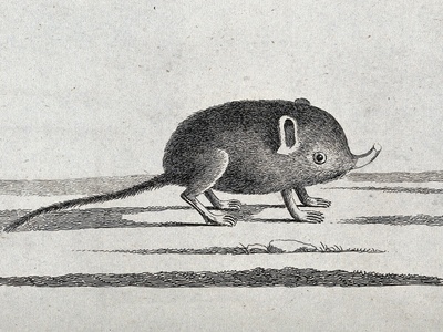 Elephant shrew