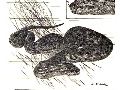 Elephant Trunk Snake
