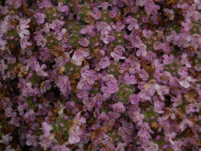 Elfin Thyme