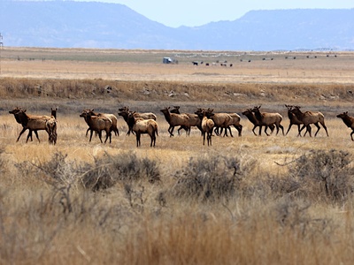 Elk