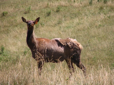 Elk