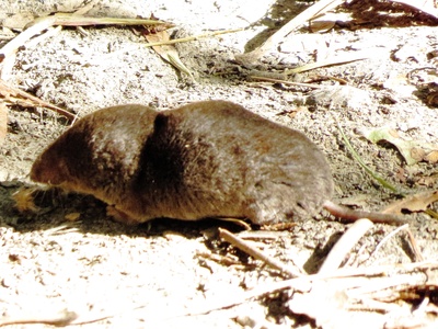 Elliot's Short-tailed Shrew