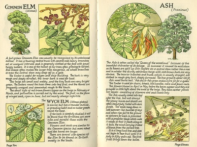 Elm