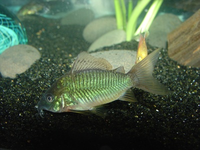 Emerald Catfish