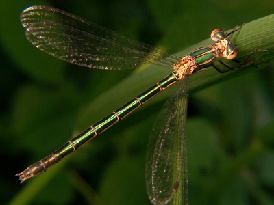 Emerald Spreadwing