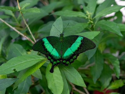 Emerald Swallowtail