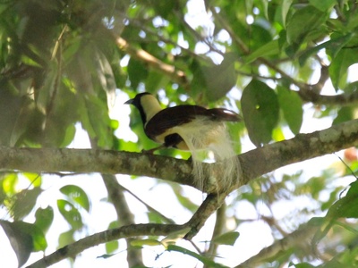 Emperor Bird-of-paradise