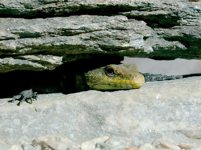 Emperor Flat Lizard