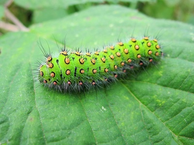 Emperor moth