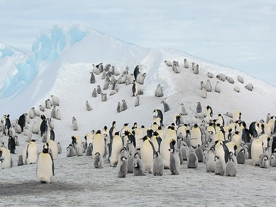 Emperor penguin
