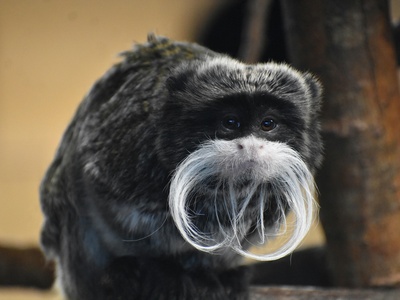 Emperor Tamarin
