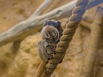 Emperor tamarin