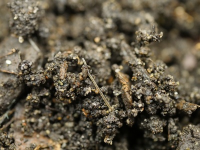 Enchytraeids (potworms)