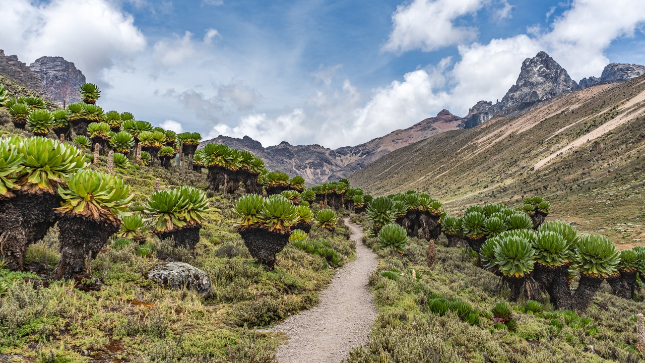 Giant lobelia and groundsel in the afro-alpine zone of Mount Kenya