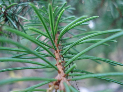 Engelmann Spruce