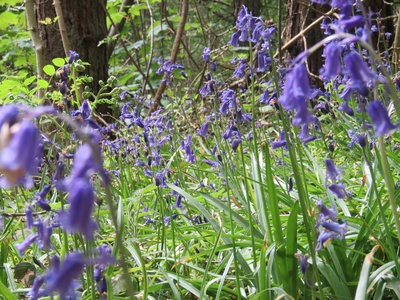 English Bluebell