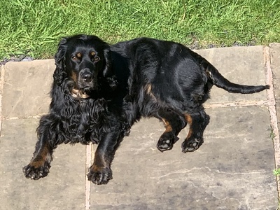 English Cocker Spaniel