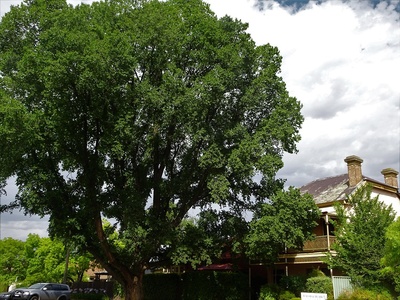 English elm