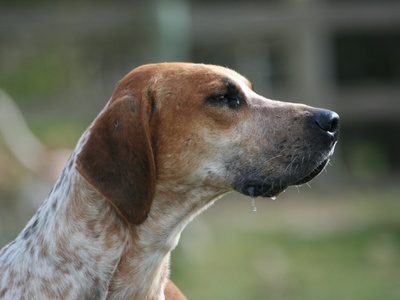 English Foxhound