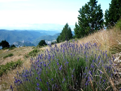 English Lavender