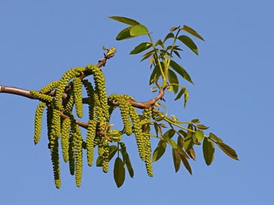 English walnut