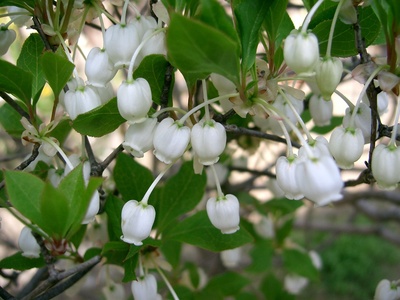 Enkianthus