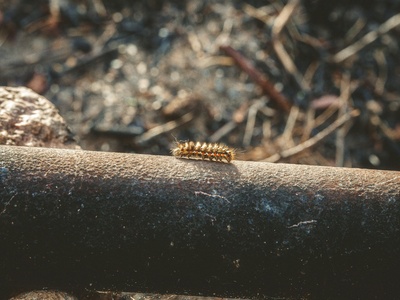 (Entry Correction/Replacement: A more suitable insect) Fall Armyworm