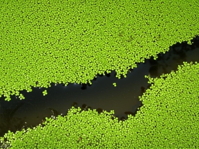 (Entry Correction/Replacement: Better example) Azolla (Water Fern)