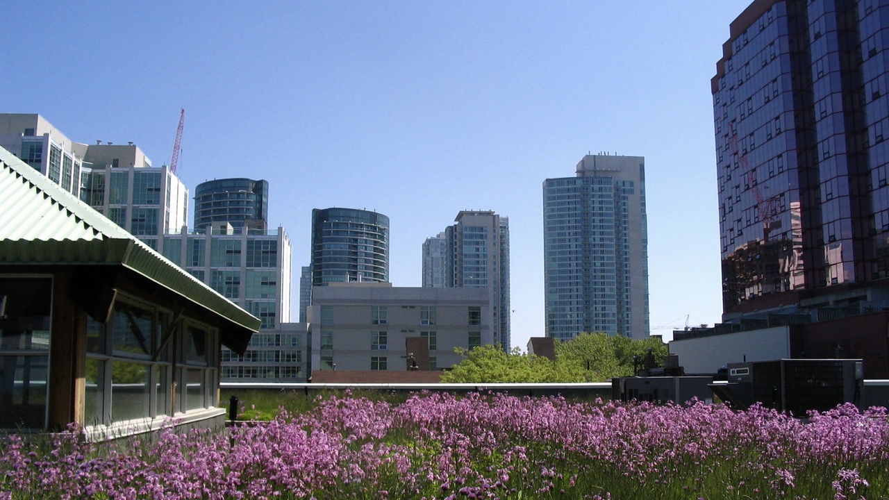 Green roof reducing stormwater and supporting pollinators