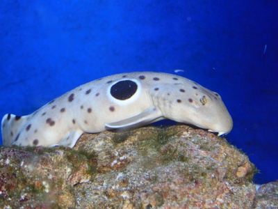 Epaulette shark