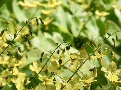 Epimedium