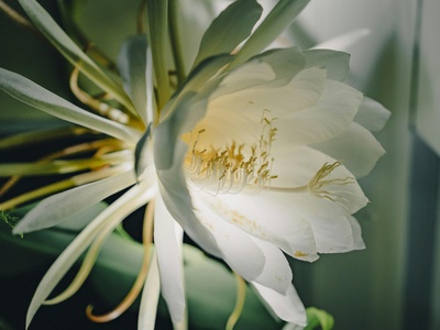 Epiphyllum