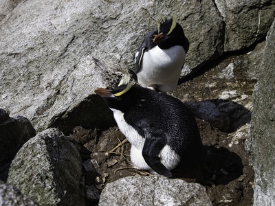 Erect-crested Penguin