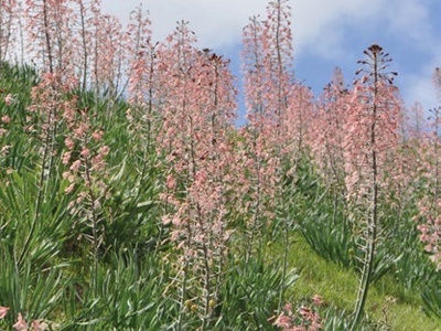 Eremurus