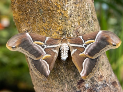 Eri silkworm