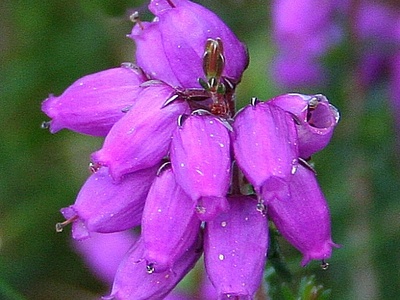 Erica