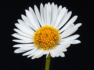 Erigeron