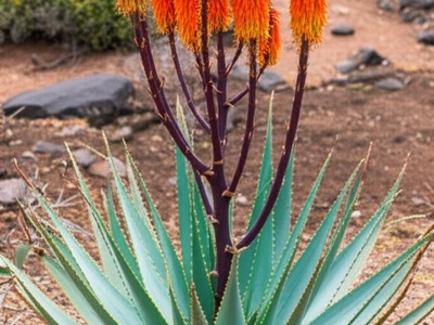 Eritrean Aloe